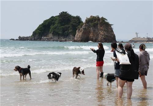 지난해 열린 반려동물 해변운동회 [태안군 제공. 재판매 및 DB 금지]
