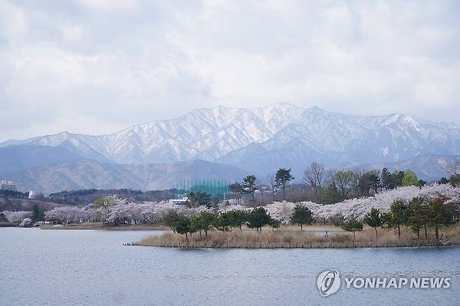벚꽃 핀 영랑호와 눈 쌓인 설악산 [연합뉴스 자료사진]