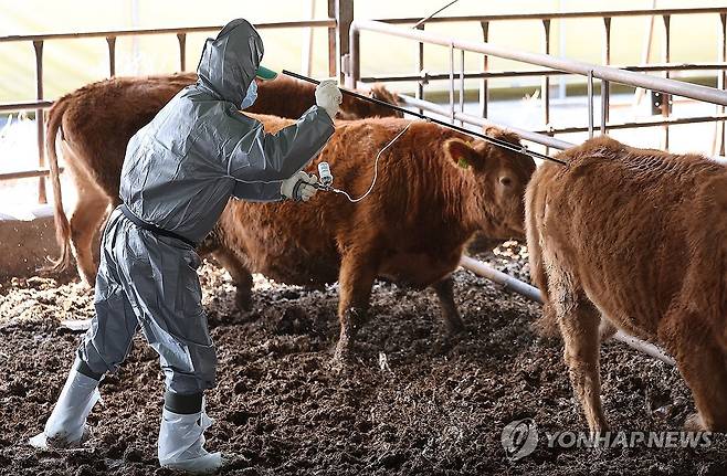 구제역 백신 접종 [연합뉴스 자료사진]