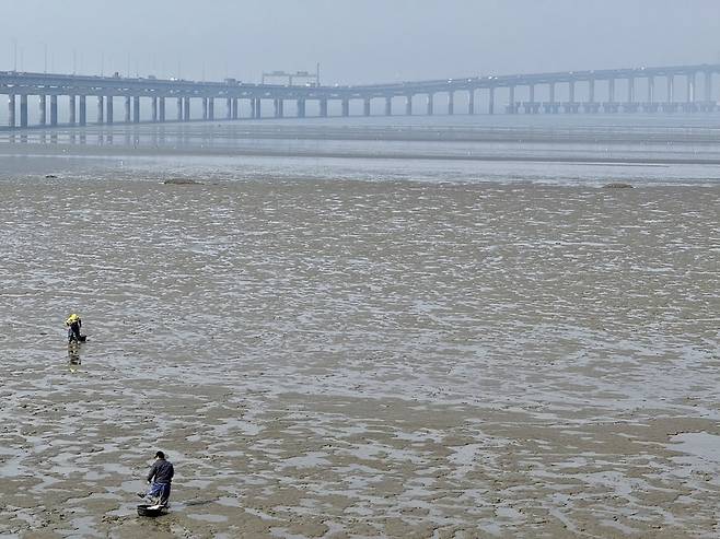 ▲ 송도·척전 어촌계 소속 어민들이 17일 오전 인천대교 인근 송도갯벌에서 조개와 민챙이 등을 채취하고 있다.