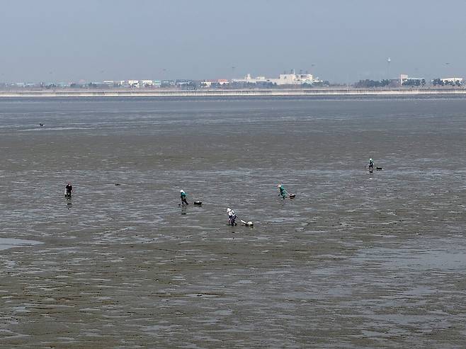 ▲&nbsp;송도·척전 어촌계 소속 어민들이 17일 오전 인천대교 인근 송도갯벌에서 조개와 민챙이 등을 채취하고 있다.