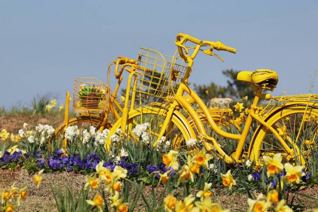 신안군 선도 수선화 축제 모습. 신안군 제공