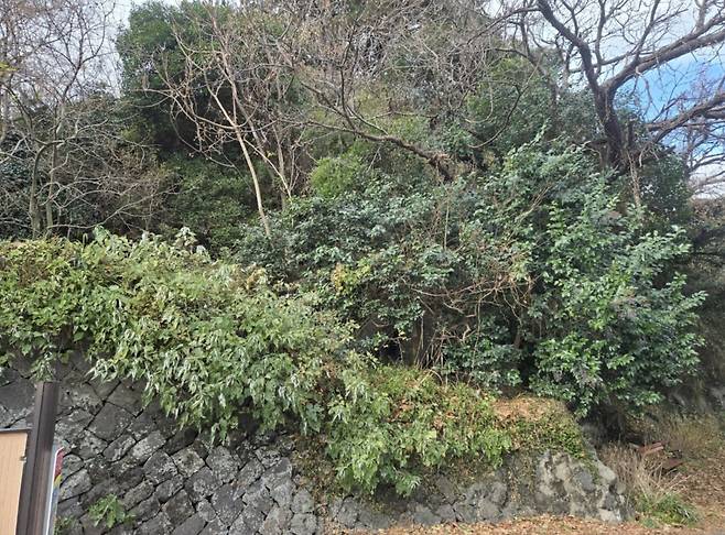 무성한 나무와 덩굴로 가려졌던 제주성 성곽 일부 모습.