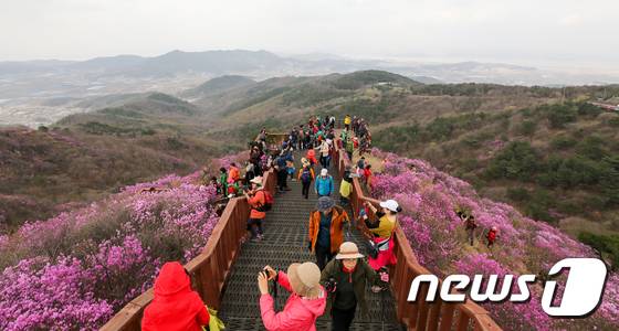 진달래 꽃구경/뉴스1