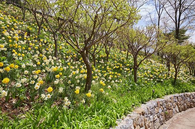 경기도 광주 화담숲에 수선화 군락이 물결을 이루고 있다. 곤지암리조트 제공