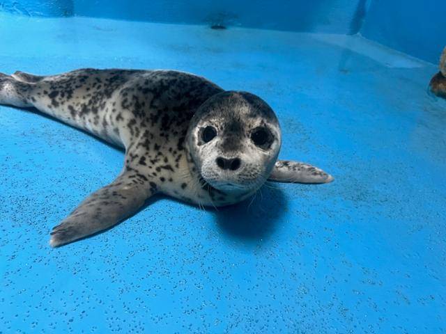 경기 과천시 서울대공원에서 막 재활을 시작한 시기의 아기 점박이물범. 이 점박이물범은 재활 후 바다로 돌아갔다. 해양수산부 제공