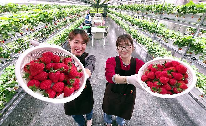 대전 둔산동 폐지하보도에 스마트팜이 들어섰다. ㈜모던이 임차해 만들었다. 김성태 객원기자