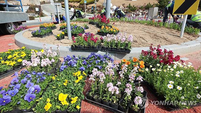 형형색색의 봄꽃 식재 시작 (부산=연합뉴스) 강선배 기자 = 포근한 날씨를 보인 16일 부산 남구의 한 도로변 화단에 관계자들이 다양한 봄꽃을 옮겨 심고 있다. 2026.3.16 sbkang@yna.co.kr