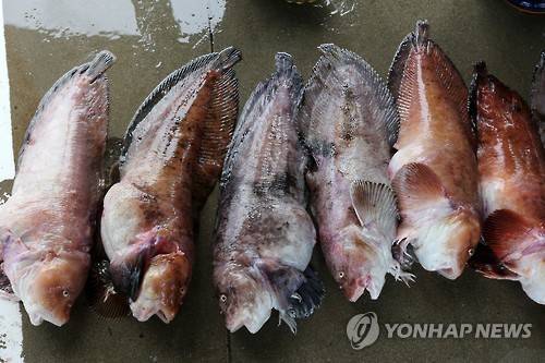 동해안 곰치 '귀한 몸' 동해안 곰치 '귀한 몸'
    (강릉=연합뉴스) 유형재 기자 = 동해안의 대표적 겨울 어종 가운데 하나인 '곰치'(일명 물곰)가 2일 강원 강릉시 주문진항에서 경매를 기다리고 있다.
    이날 곰치는 1마리에 크기에 따라 큰 것은 15만∼16만원, 보통의 것은 7만∼8만원에 거래되는 등 자원이 감소하면서 품귀현상을 빚어 귀한 몸이 됐다.
    육질이 흐물흐물해 '물곰'으로도 불리는 곰치는 묵은김치를 넣고 끓인 곰치국이 속풀이 음식으로 인기가 매우 높다. 2015.12.2
    yoo21@yna.co.kr
(끝)