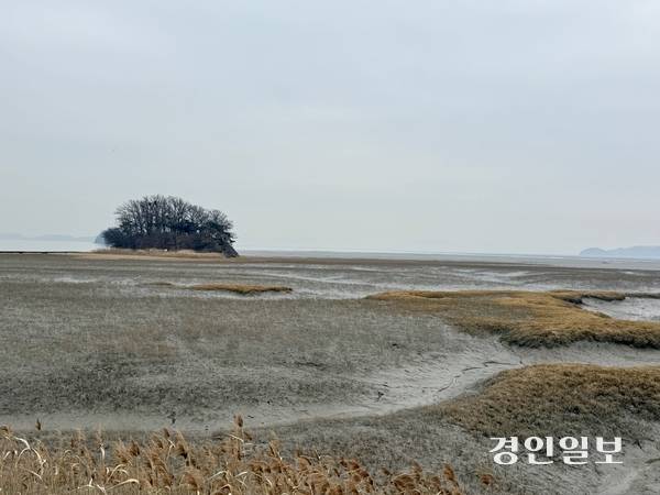 강화나들길 제8코스에서 황산도를 지나는 길 옆에 펼쳐진 강화갯벌과 갯벌 생태계. 2026.3.11 /박경호기자 pkhh@kyeongin.com