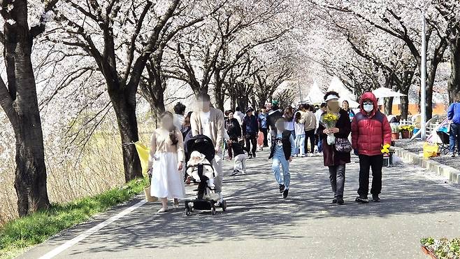 달창지 벚꽃길 전경(2025년).