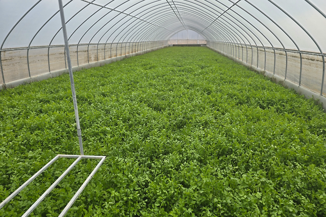 대구 달성군 화원읍 본리리 한 비닐하우스에서 미나리가 자라고 있다. 김현목기자