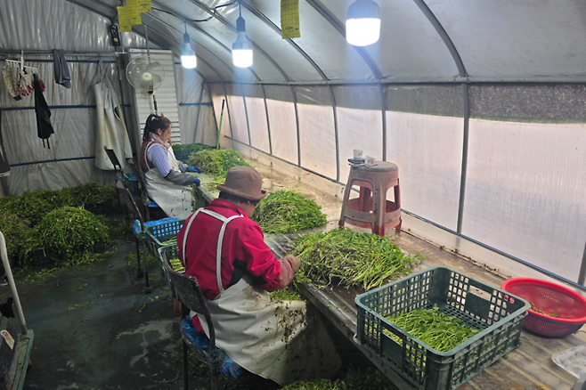 대구 달성군 화원읍 본리리 한 미나리 농가에서 미나리 선별 작업을 하고 있다. 김현목기자