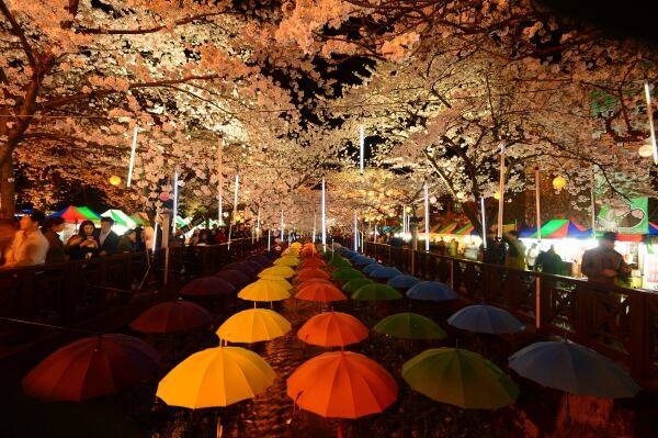 경남 창원시 진해구 여좌천. /창원시 제공