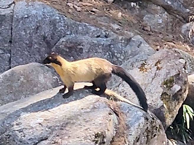 지리산 화엄사 계곡에서 멸종위기 야생생물 2급이자 한국 최상위 포식자인 담비가 포착됐다. 사진=보배드림