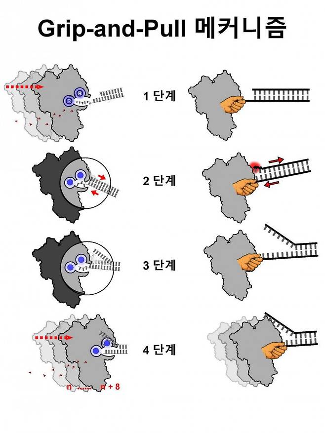 연구팀은 Xrn1 효소가 RNA 가닥을 붙잡고 당겨 이중가닥을 풀어 분해한다는 사실을 확인했다. 한국연구재단 제공.