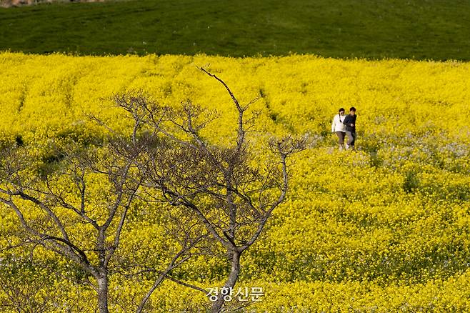 2023년 4월1일 제주도 서귀포시 유채꽃프라자에서 상춘객들이 봄을 만끽하고 있다. 문재원 기자