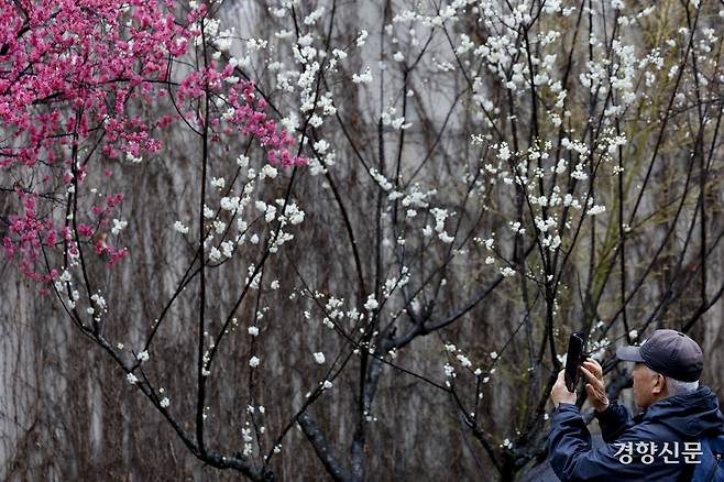 만개한 홍매화와 매화. 문재원 기자