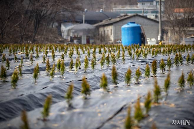 2021년 3월 LH 직원들이 토지를 매입한 경기도 시흥시 과림동 일대에 향나무 묘목이 심겨 있다. ⓒ시사IN 조남진