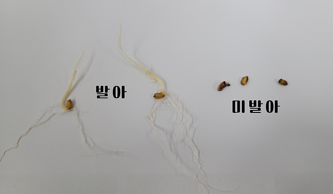 발아·미발아 벼 종자를 비교한 자료 ⓒ상주시 제공