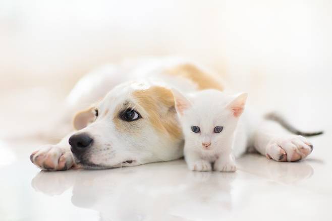제도가 안정적으로 자리 잡기 위해선 풀어야 할 과제가 적지 않다.[사진｜게티이미지뱅크]