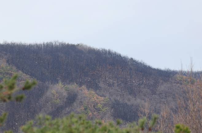 검게 변한 채 남겨진 산림 (대구=연합뉴스) 박세진 기자 = 지난 13일 경북 의성군 안평면 괴산1리 산 능선이 불에 타 검게 변해 있다. 괴산1리는 지난해 경북 산불이 시작된 곳이다. 2026.3.18 psjpsj@yna.co.kr