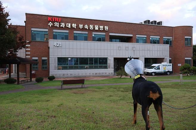 ▲ 경북대학교 수의과대학 부속동물병원 전경과 반려견 헌혈센터 'KNU 아임도그너' 모습. KNU 아임도그너 제공
