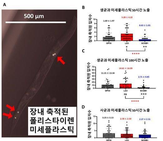 급여 균주에 따른 미세플라스틱 축적 수준 비교. 연구팀 제공