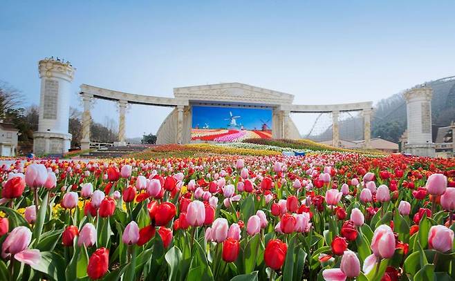 20일부터 튤립축제가 펼쳐지는 에버랜드 포시즌스가든ⓒ삼성물산