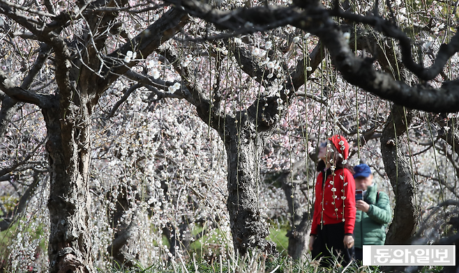 지난 2월 매화꽃이 핀 제주도 서귀포시&nbsp;모습. 대호황인 서울 호텔과 달리 제주 호텔시장은 여전히 찬바람이 불고 있다. 뉴시스