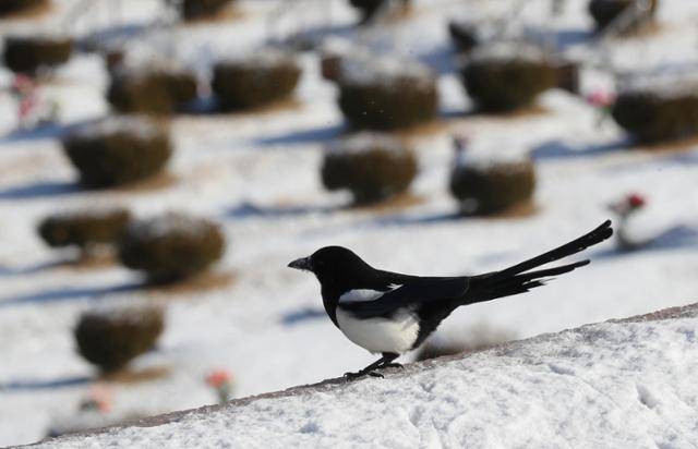 2023년 1월 20일 경기 용인시 천주교용인공원묘원에서 까치가 휴식을 취하고 있다. 뉴스1