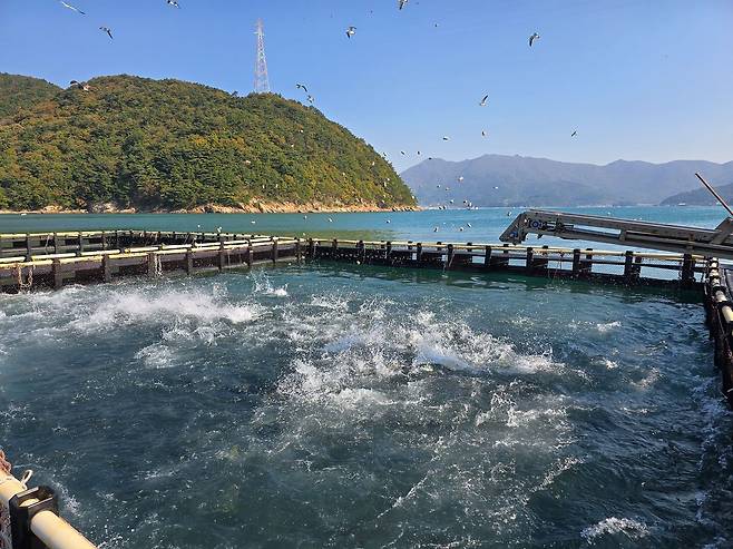 경남 거제의 한 방어 축양장(가두리)에서 방어들이 먹이를 먹는 모습. 사진 이마트