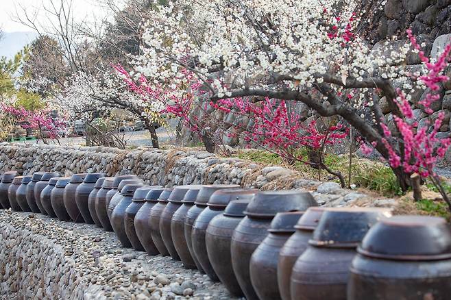 전남 광양은 국내 최다 매실 생산지다. 매실은 5~6월에 수확한다. 사진은 청매실농원 돌담에 놓인 항아리.
