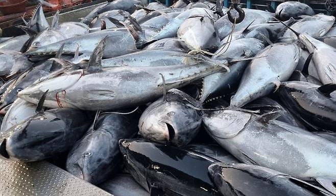 지난해 7월 경북 영덕 앞바다에서 잡힌 대형 참다랑어(참치)가 강구수협 위판장 앞에 놓여 있다. 연합뉴스