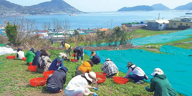 9월 여수 세계섬박람회를 아름답게 꾸미려는 분주한 손놀림