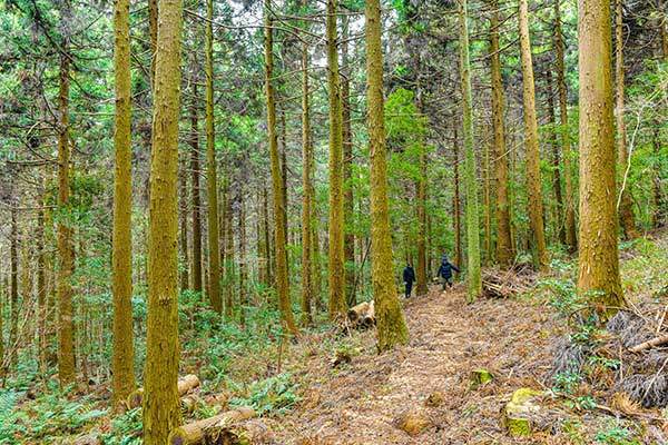 빼곡한 삼나무 숲 사이로 이어지는 탐방로.