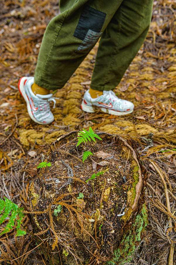 삼나무 그루터기에 뿌리를 내린 양치식물. 생명의 순환과정이 신비롭다.