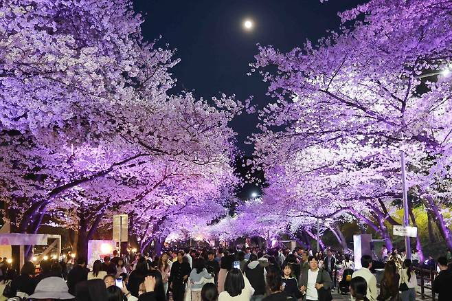 지난해 열린 한국마사회 렛츠런파크 서울 벚꽃축제 당시 모습. 한국마사회 제공