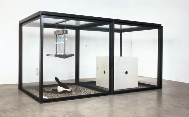 잘린 소머리와 파리 유충, 살충기로 구성된 설치 작품 ‘천 년’.  데이미언 허스트 사이언스 유한회사 제공