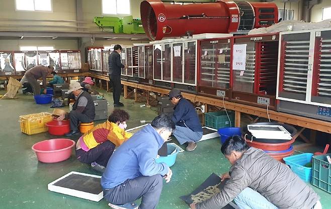 영천시가 운영하는 꽃가루은행에서 꽃가루 채취작업 모습 ⓒ영천시 제공