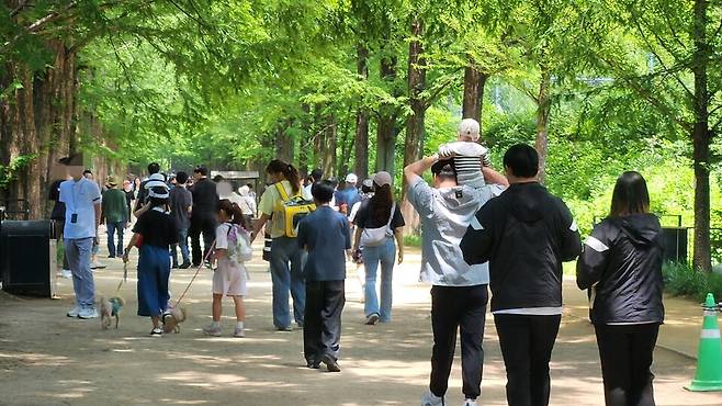 담양 메타세쿼이아 가로수길 ⓒ시사저널