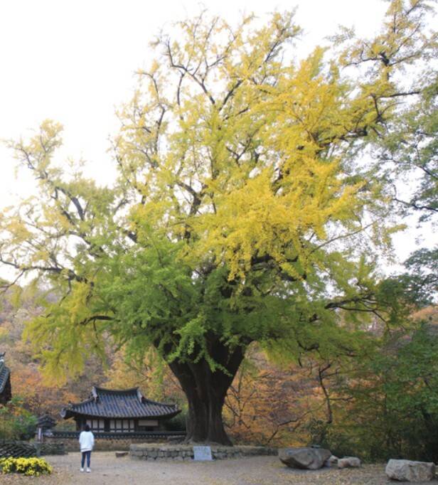 경북 경주시 강동면 왕신리 운곡서원 은행나무. 경북도 제공.