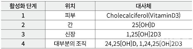 비타민D 체내 활성화 과정. 약사공론 DB.