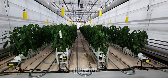 농업용 암면. ⓒ기후에너지환경