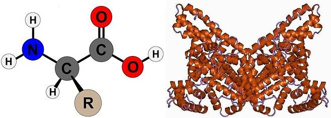 아미노산(왼쪽)과 알부민의 분자 구조 모형도. 알부민은 분자 크기가 큰 단백질 성분이라 먹는 방식으론 체내 흡수가 불가능하다. 먹는 알부민을 섭취해도 다른 단백질 성분의 음식물과 같이 소화 과정을 통해 아미노산 형태로 분해돼 흡수될 뿐이다. 위키미디어 커먼스 갈무리