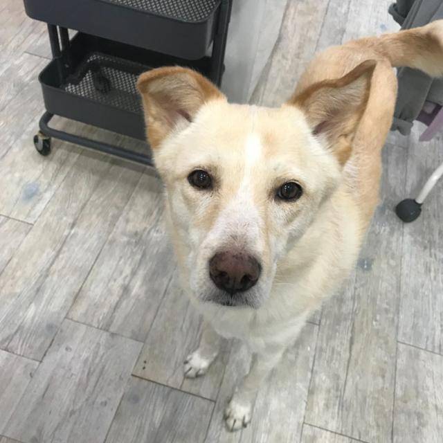 지난 2011년 서울 북한산 바위틈에서 구조된 뒤 동물자유연대와 올리브동물병원의 보호를 받던 개 '봉은이'의 생전 모습. 봉은이는 지난해 마지막 날, 올리브동물병원장 박정윤 원장의 자택에서 무지개다리를 건넜다. 박정윤 올리브동물병원장 제공