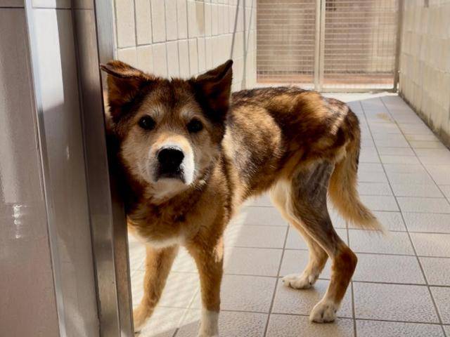 지난 3일, 경기 남양주시 동물자유연대 보호소 '온센터'에서 만난 개 '봉선이'의 모습. 봉선이는 봉은이와 함께 태어나 2011년 서울 북한산 바위틈에서 함께 구조됐다. 동그람이 정진욱