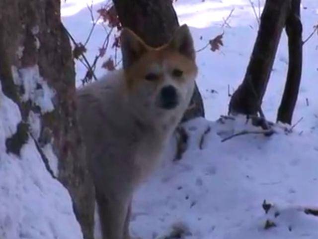 지난 2011년 1월, 서울 북한산의 한 암자 인근에서 발견된 대형견의 모습. SBS 'TV 동물농장' 캡처