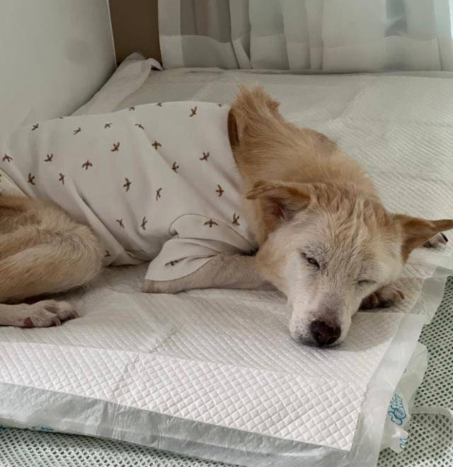 봉은이의 생전 모습. 봉은이는 건강이 좋지 않게 된 뒤로는 박 원장의 자택에서 집중 돌봄을 받아왔다. 박정윤 올리브동물병원장 제공