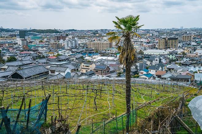 포도와 와인으로 유명한 가시와라.